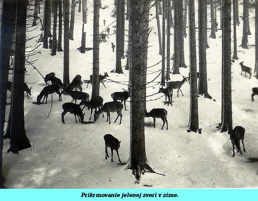 2 - 025a - Prikrmovanie jelenej zveri v zime.
