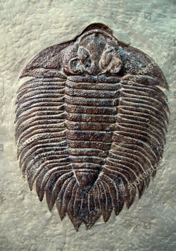 stock-photo--fossils-trilobit-arctinurus-boltoni-from-silurian-period-millions-years-132797291.jpg