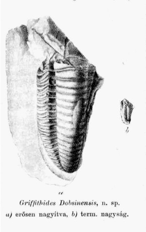 griffithides-dobsiniensis_foldtani_kozlony_1902_10-12_1.jpg