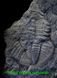 trilobit-weania-rozlozsniki-dobsina.jpg