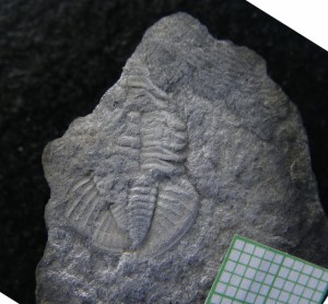 trilobit-weania-rozlozsniki-dobsina---kopia.jpg